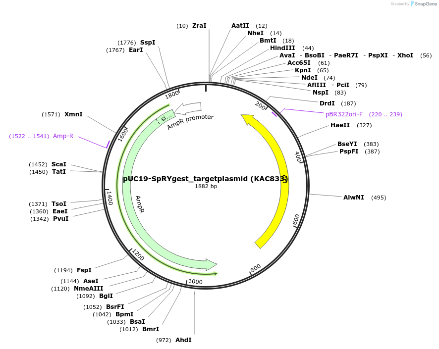 181748-plasmid-map-sequence-id-354677
