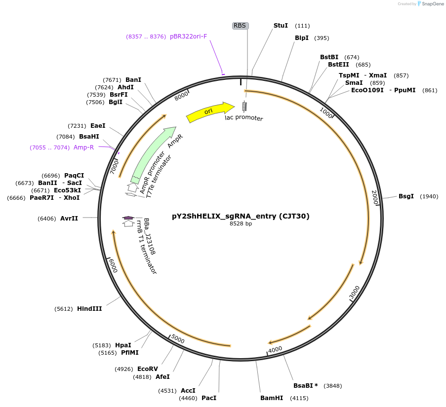181781-plasmid-map-sequence-id-354678