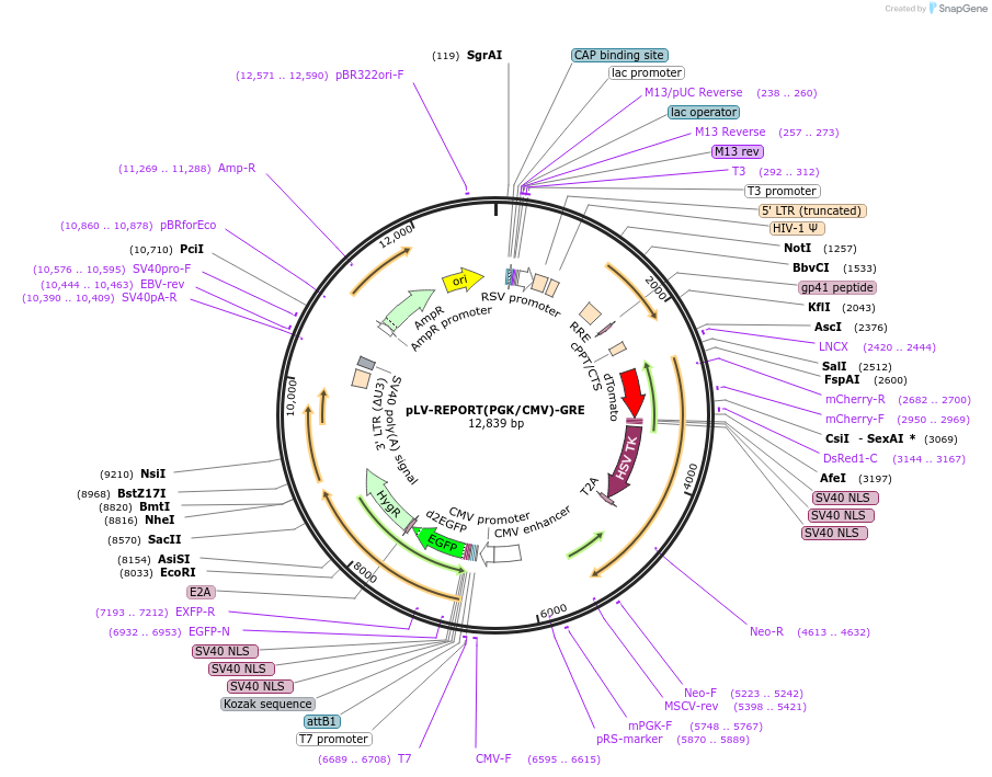 172336-plasmid-map-sequence-id-354680