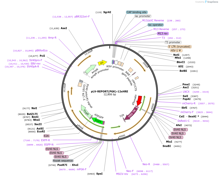 172334-plasmid-map-sequence-id-354682