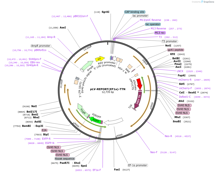 172327-plasmid-map-sequence-id-354684