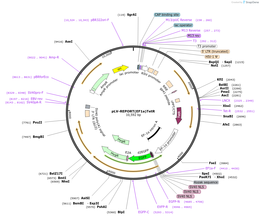 172352-plasmid-map-sequence-id-354685
