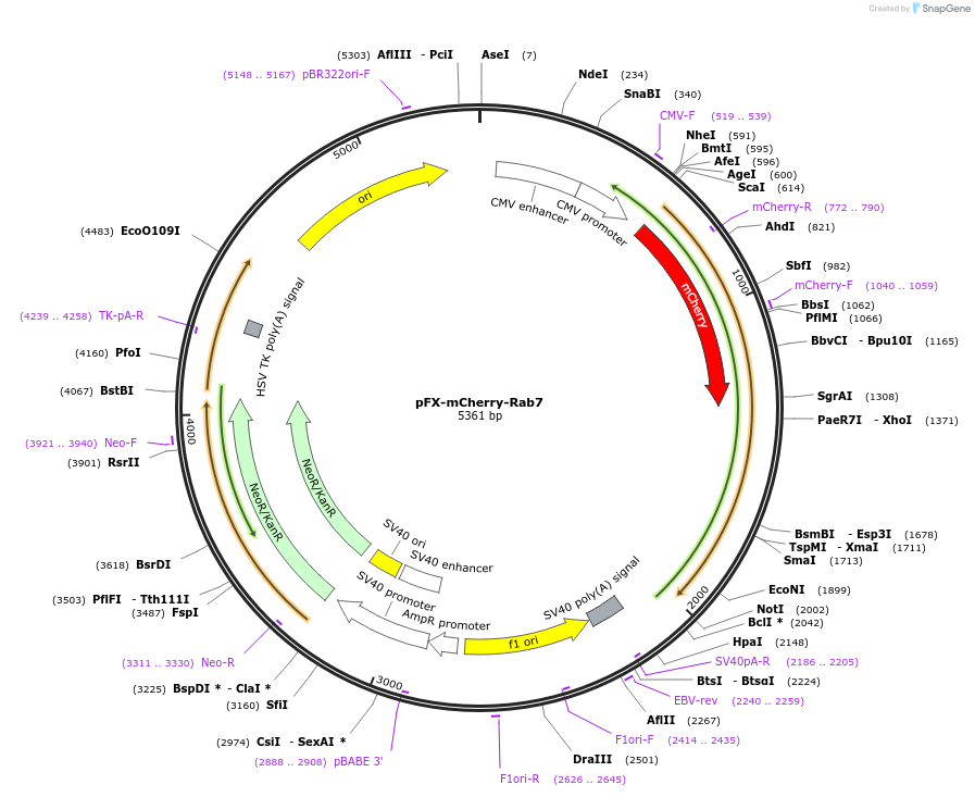 174458-plasmid-map-sequence-id-354695