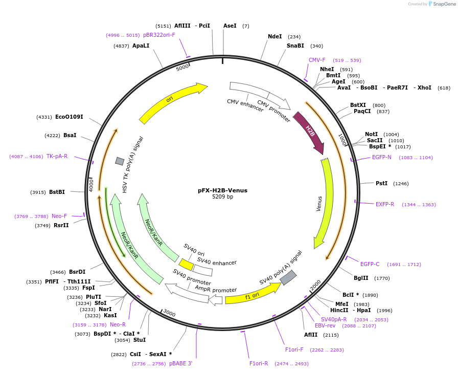 175840-plasmid-map-sequence-id-354696