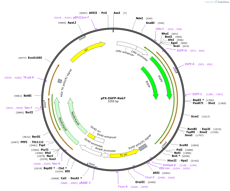 174457-plasmid-map-sequence-id-354698