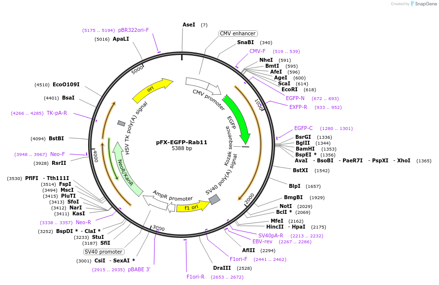 174460-plasmid-map-sequence-id-354700