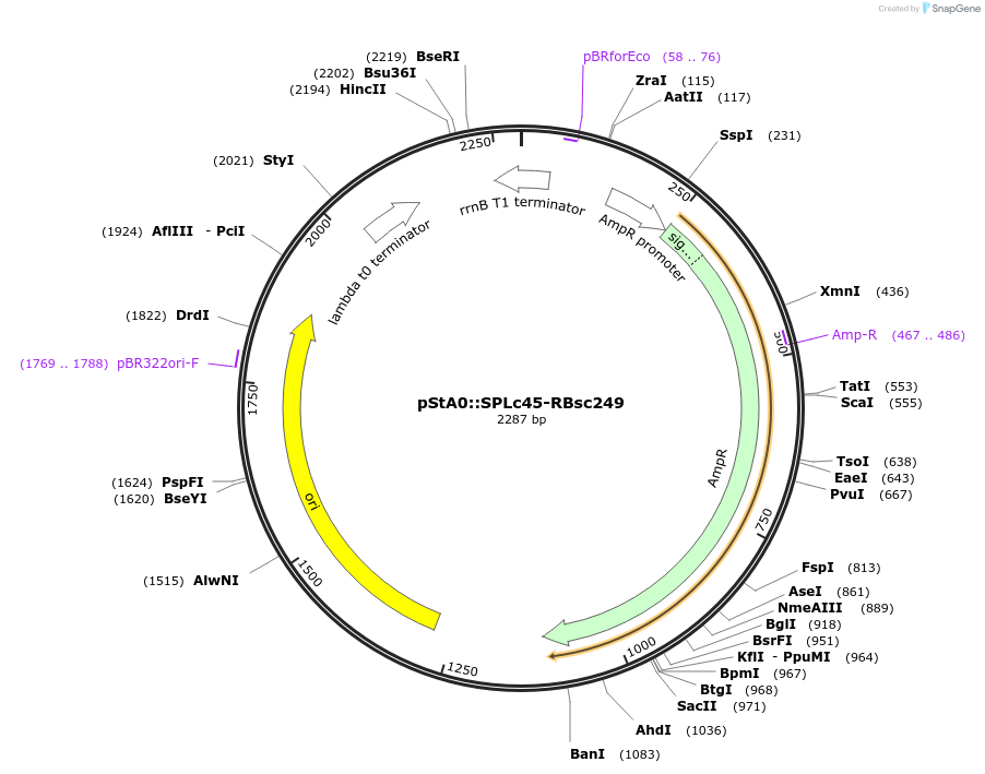 171906-plasmid-map-sequence-id-354703