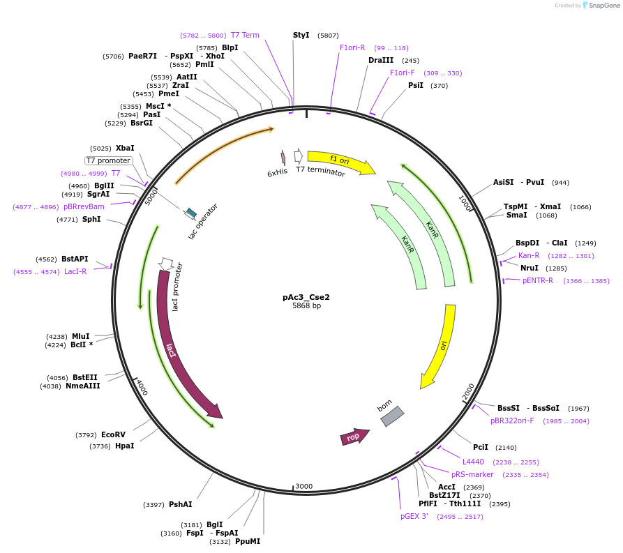 178742-plasmid-map-sequence-id-354705