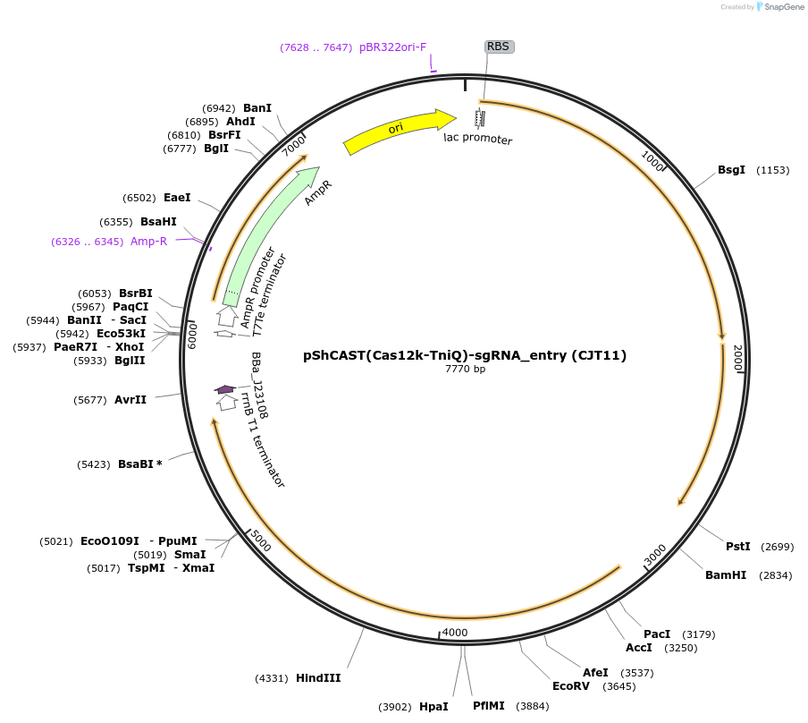 181787-plasmid-map-sequence-id-354706