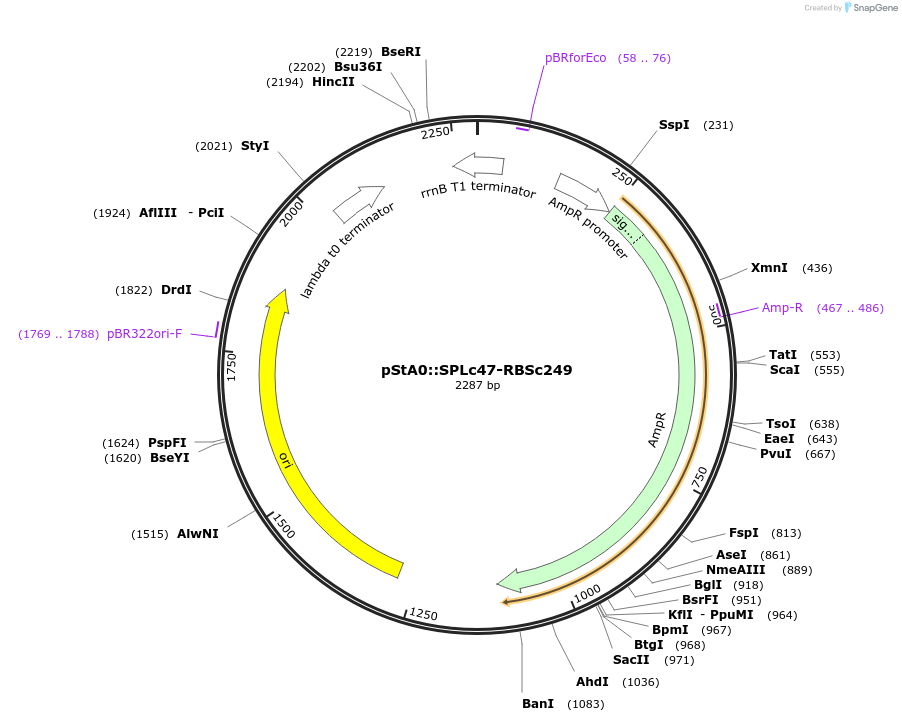 171907-plasmid-map-sequence-id-354710
