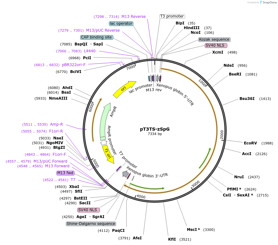 179316-plasmid-map-sequence-id-354720