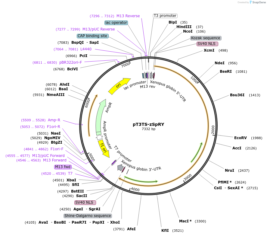 179317-plasmid-map-sequence-id-354723