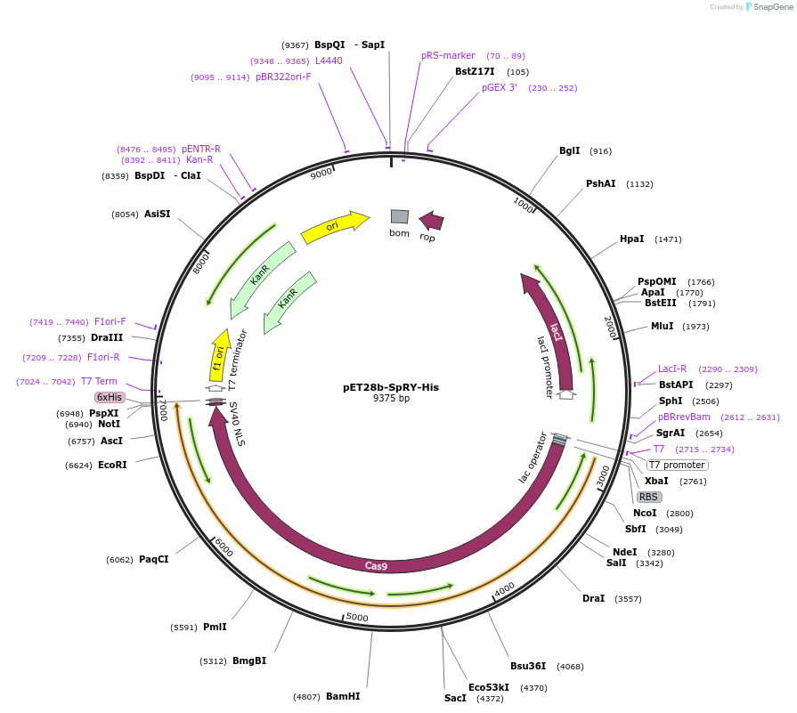 179320-plasmid-map-sequence-id-354724