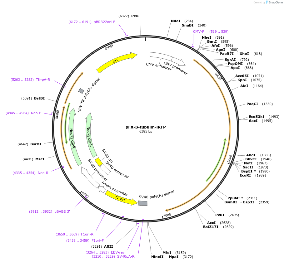 175830-plasmid-map-sequence-id-354725