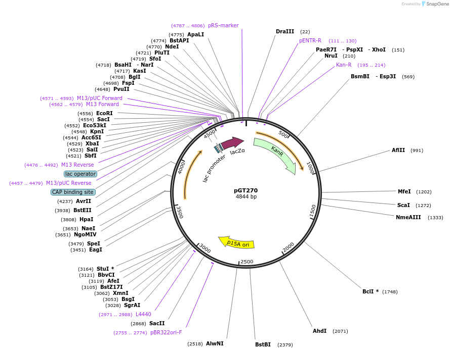 171878-plasmid-map-sequence-id-354727