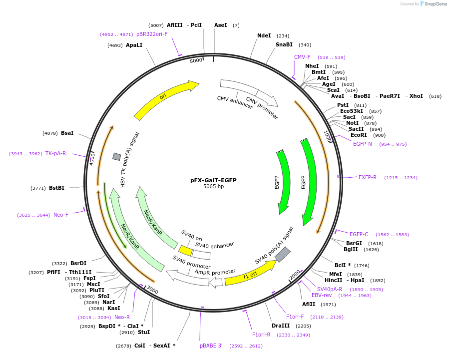 174471-plasmid-map-sequence-id-354732