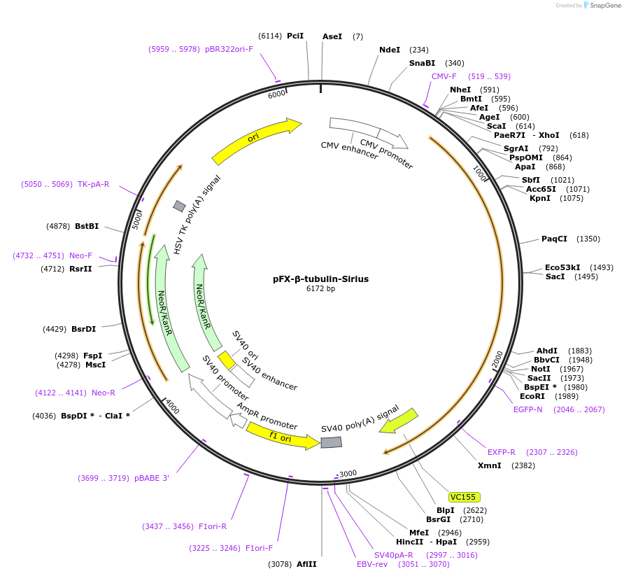 175825-plasmid-map-sequence-id-354736