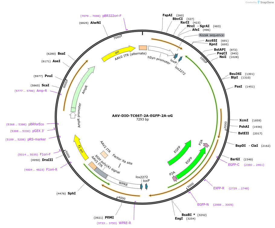 178429-plasmid-map-sequence-id-354737