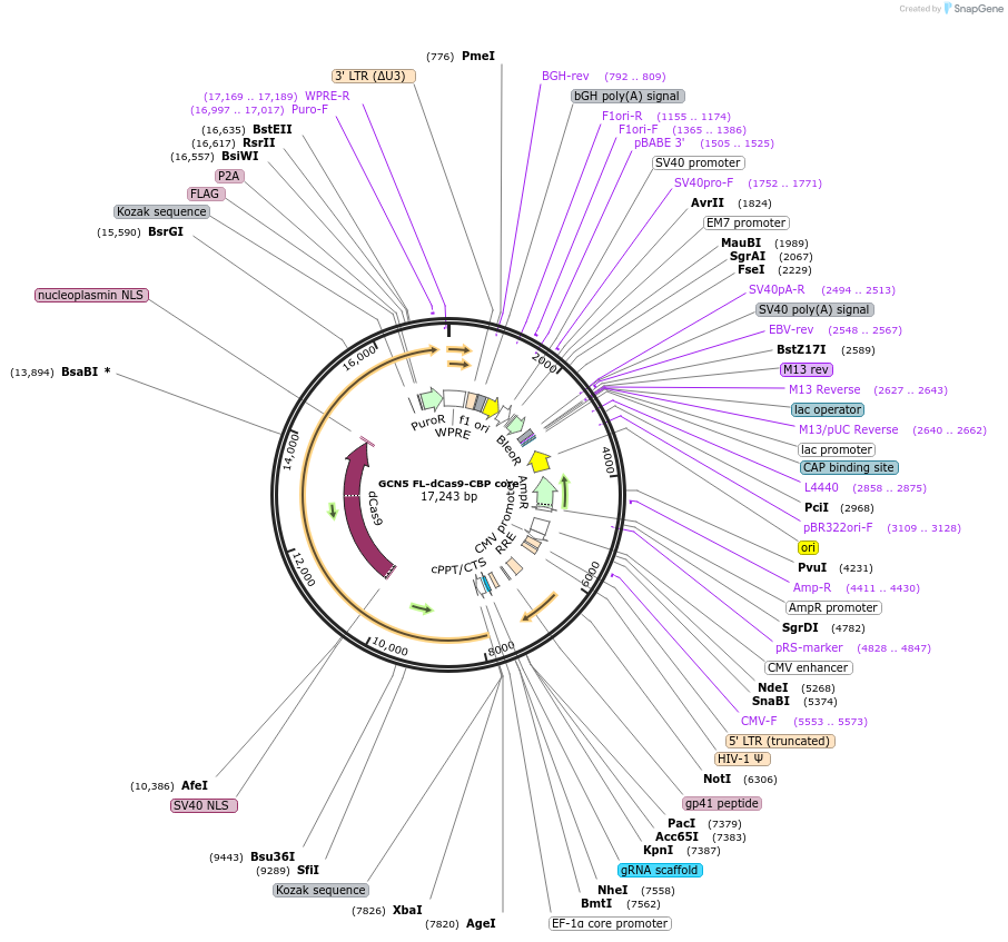 179556-plasmid-map-sequence-id-354745