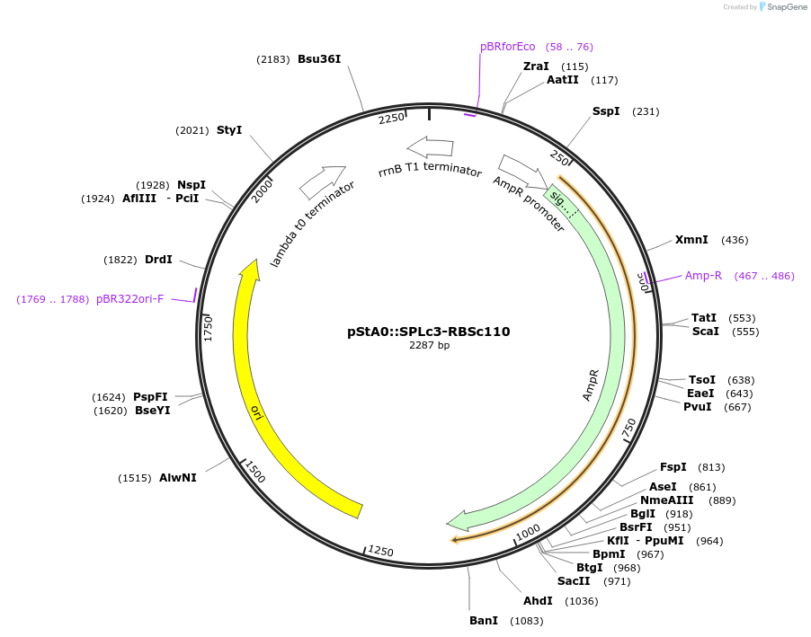 171893-plasmid-map-sequence-id-354752