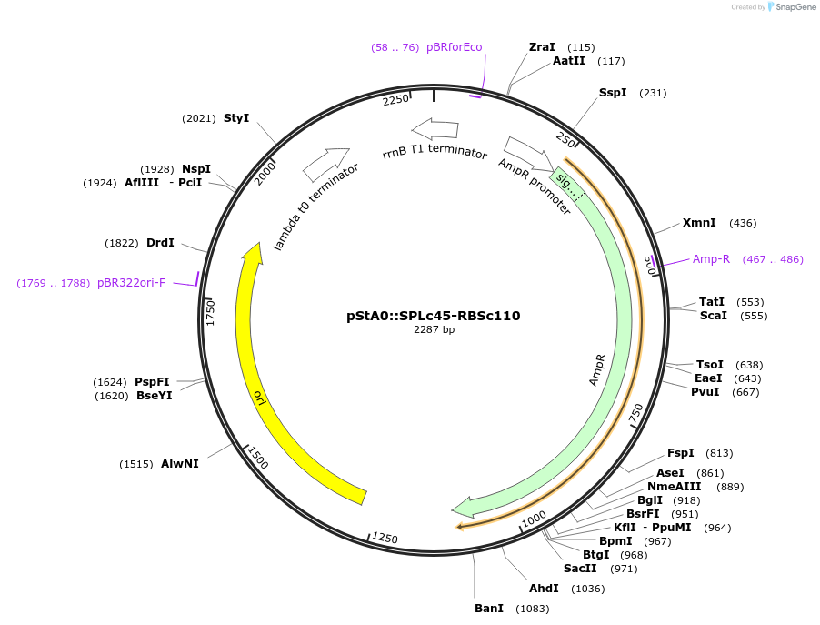 171896-plasmid-map-sequence-id-354753