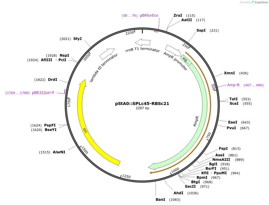 171887-plasmid-map-sequence-id-354757