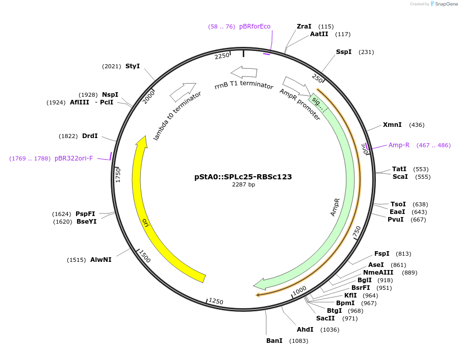 171900-plasmid-map-sequence-id-354758