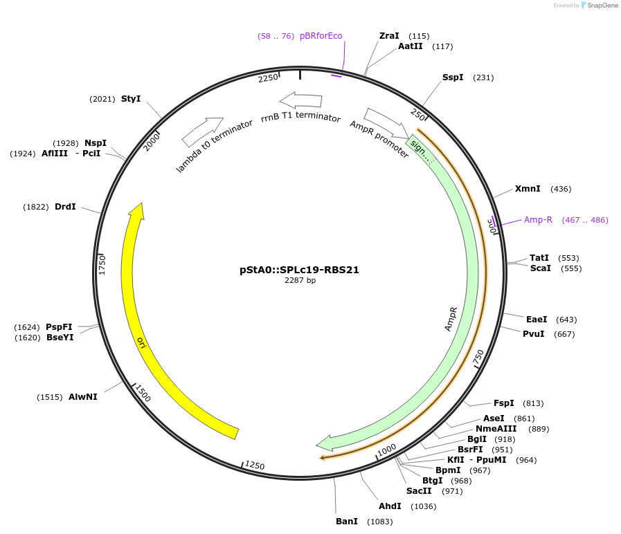 171885-plasmid-map-sequence-id-354762