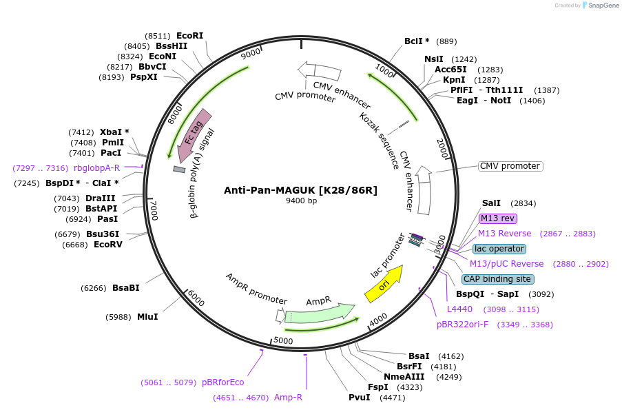 177440-plasmid-map-sequence-id-354764