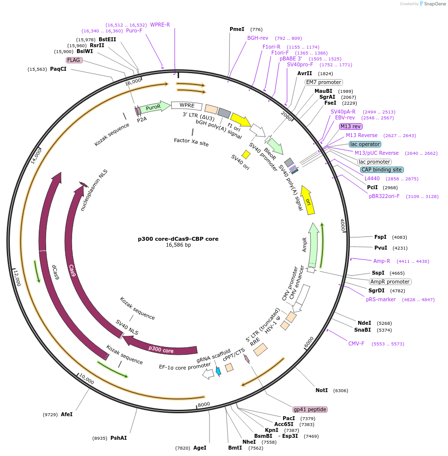 179559-plasmid-map-sequence-id-354771