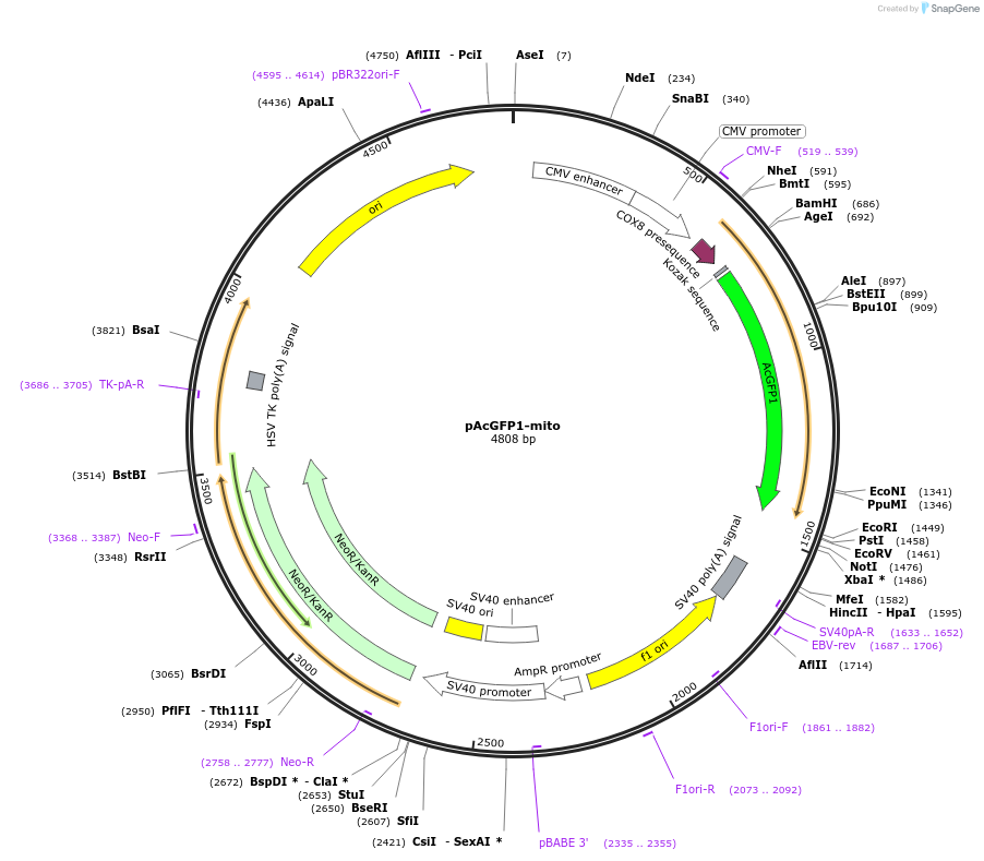 174180-plasmid-map-sequence-id-354789