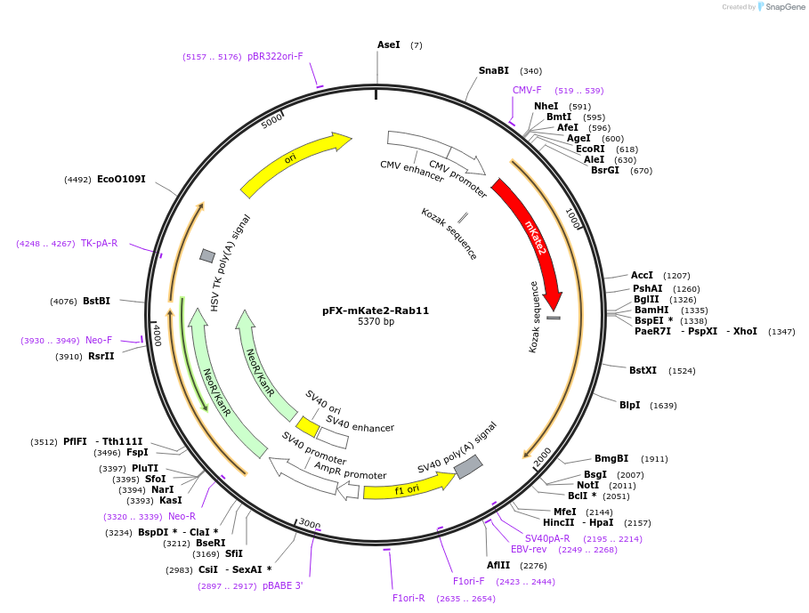 174463-plasmid-map-sequence-id-354795