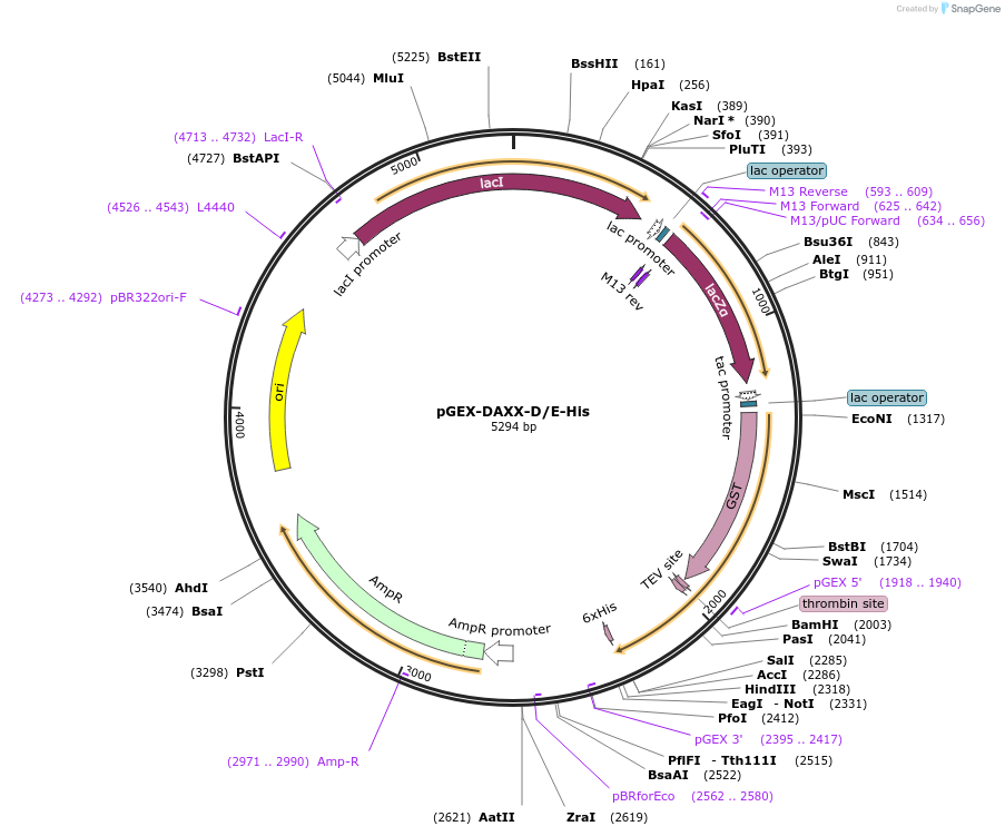 179619-plasmid-map-sequence-id-354806