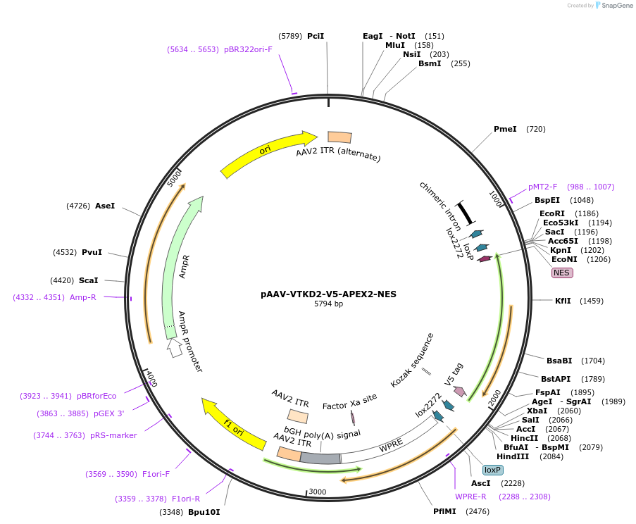 178696-plasmid-map-sequence-id-354809