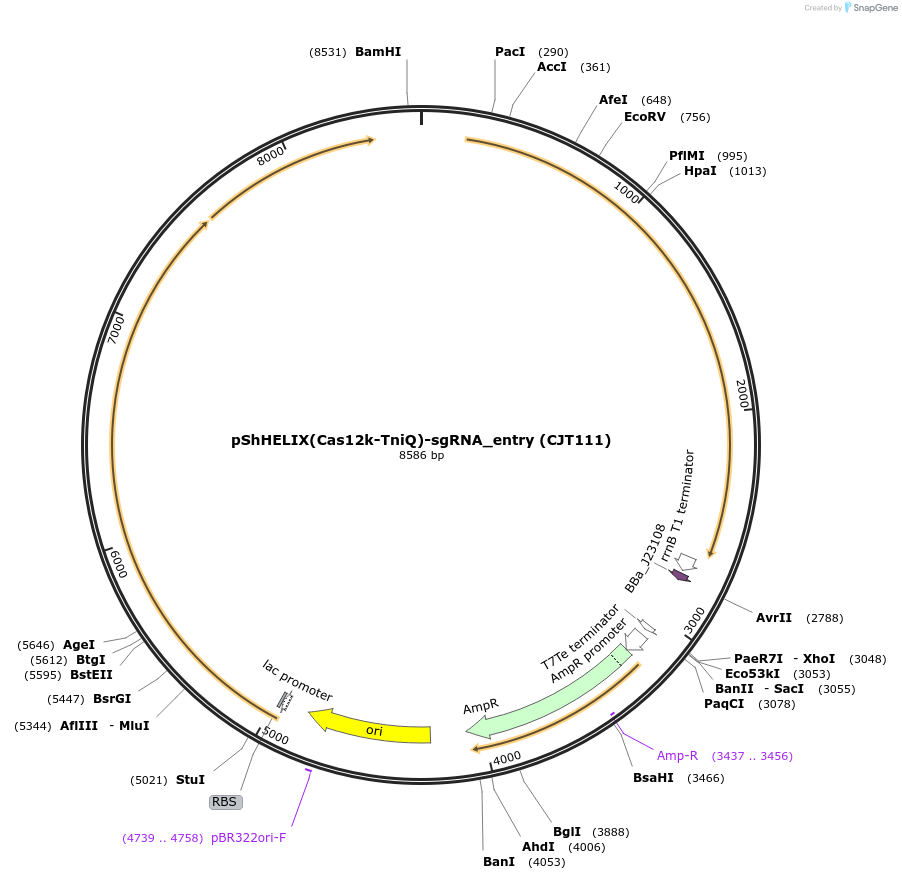 181790-plasmid-map-sequence-id-354811