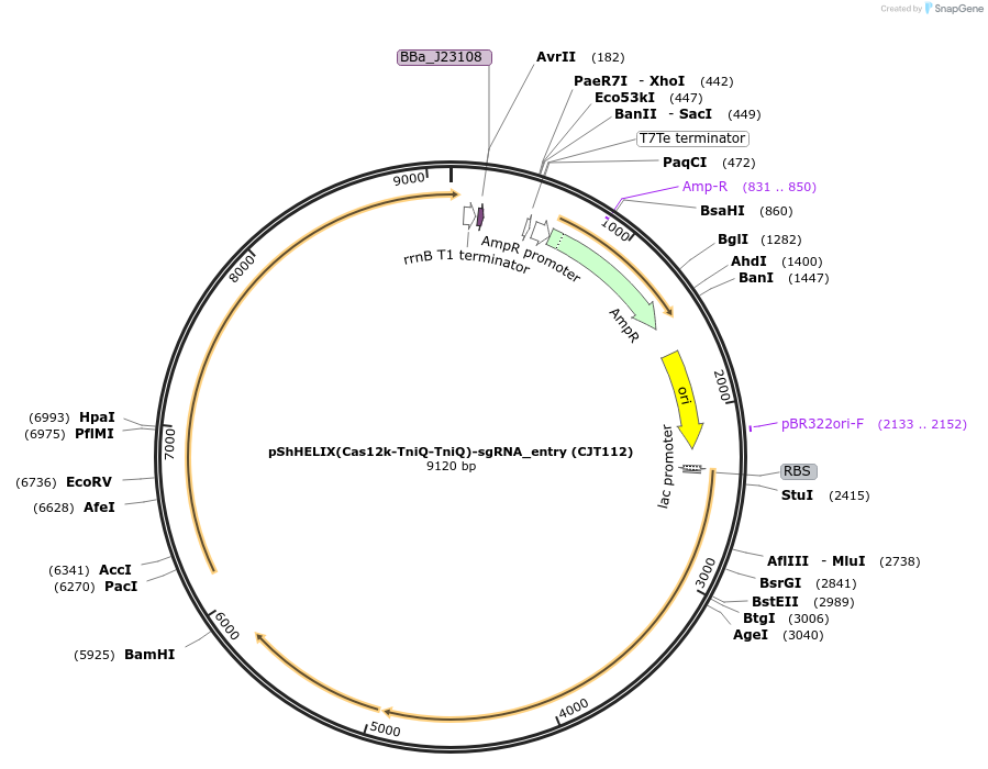 181791-plasmid-map-sequence-id-354814