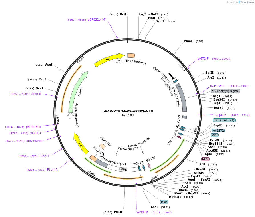 178698-plasmid-map-sequence-id-354815