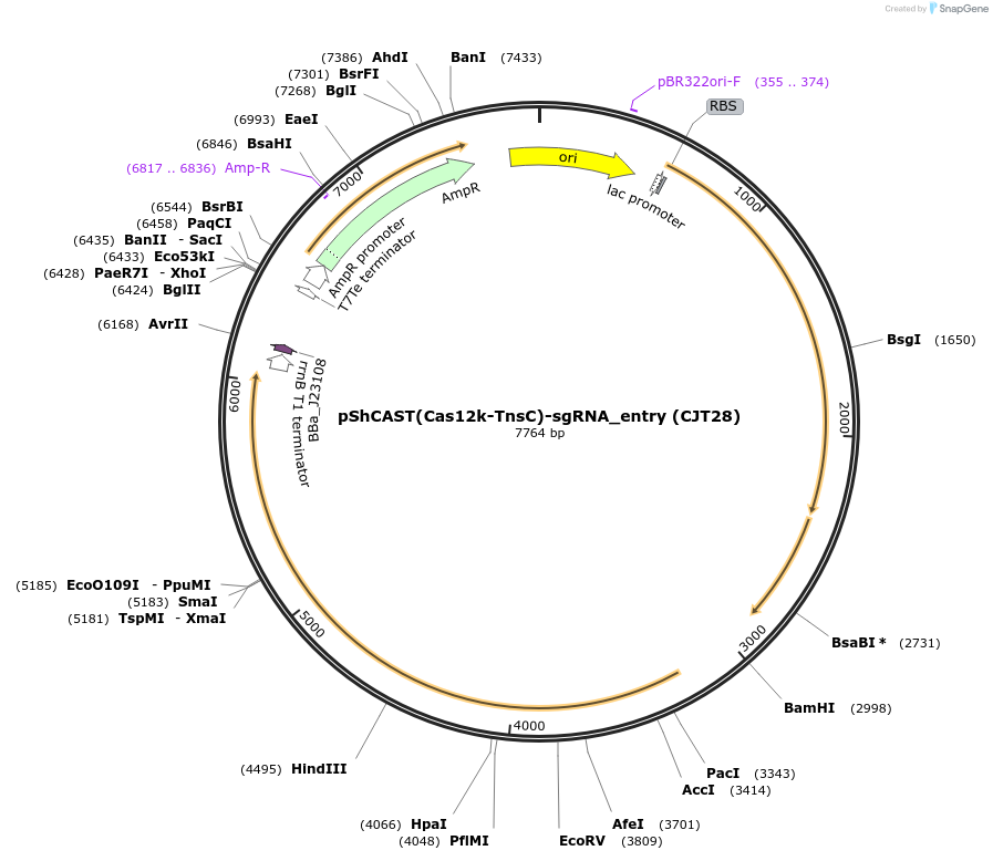 181789-plasmid-map-sequence-id-354816