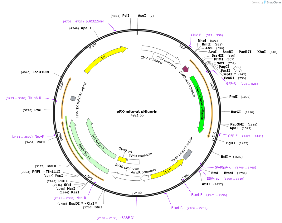 174183-plasmid-map-sequence-id-354818