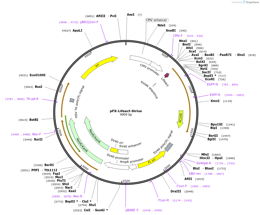 174475-plasmid-map-sequence-id-354829
