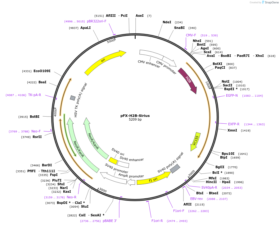 175837-plasmid-map-sequence-id-354835
