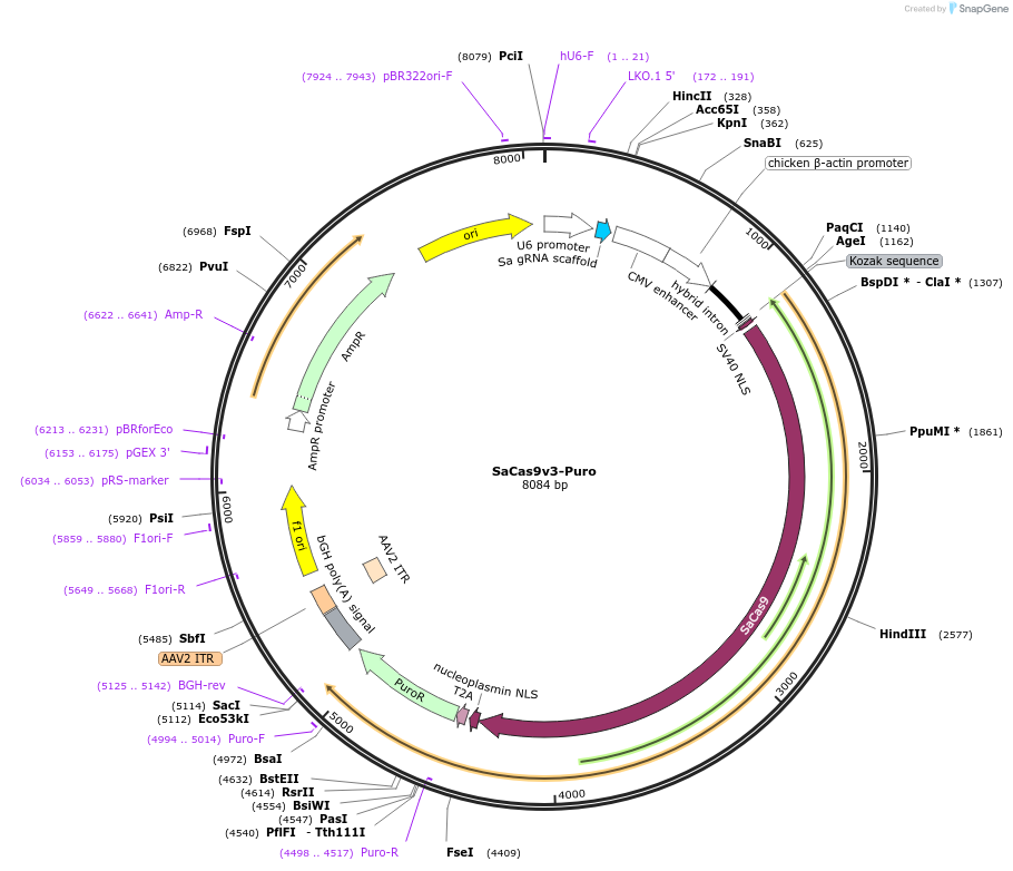 178813-plasmid-map-sequence-id-354841