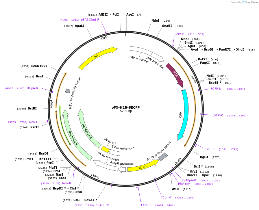 175838-plasmid-map-sequence-id-354843