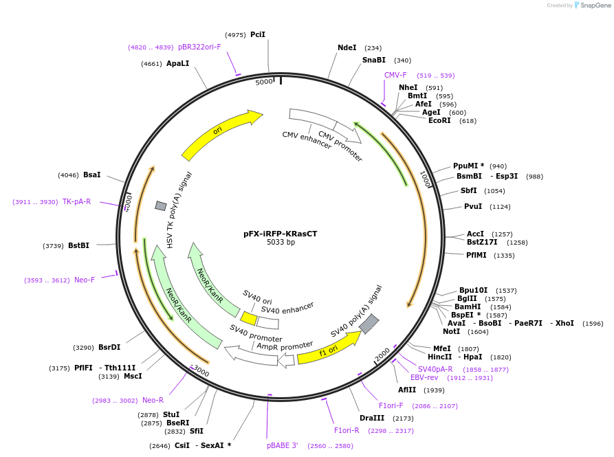 175836-plasmid-map-sequence-id-354844