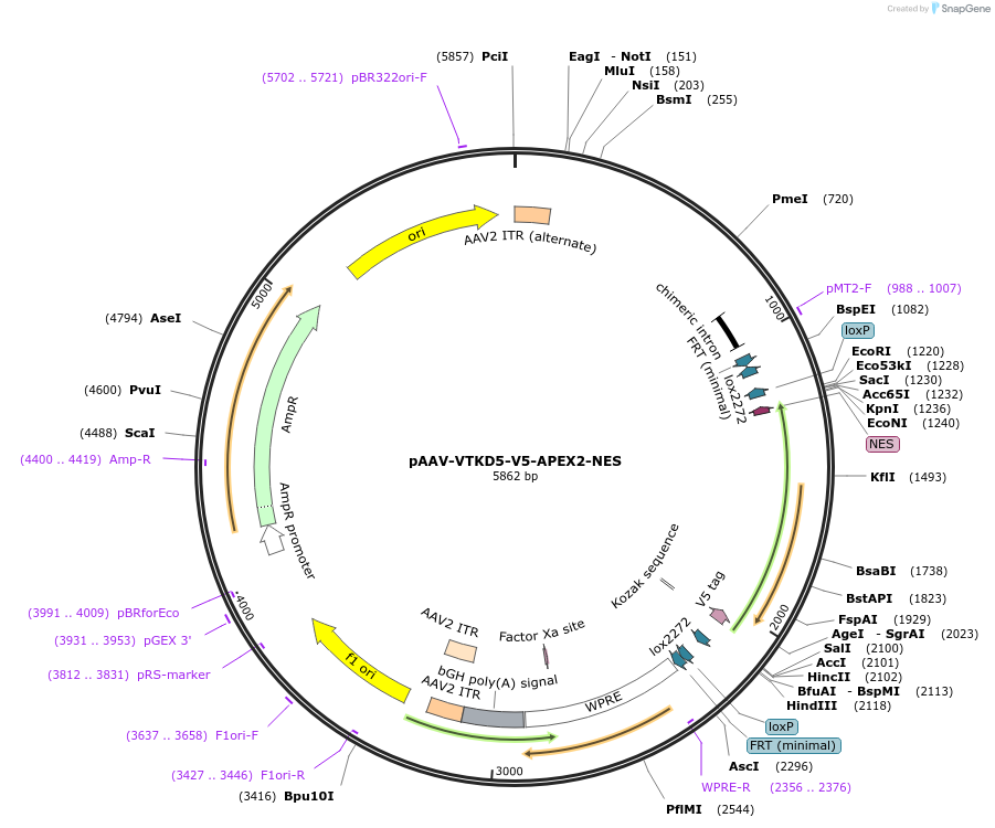 178699-plasmid-map-sequence-id-354847