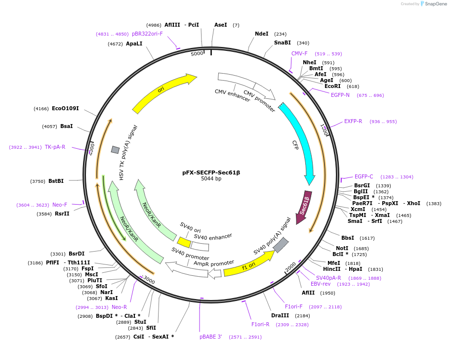 174465-plasmid-map-sequence-id-354849