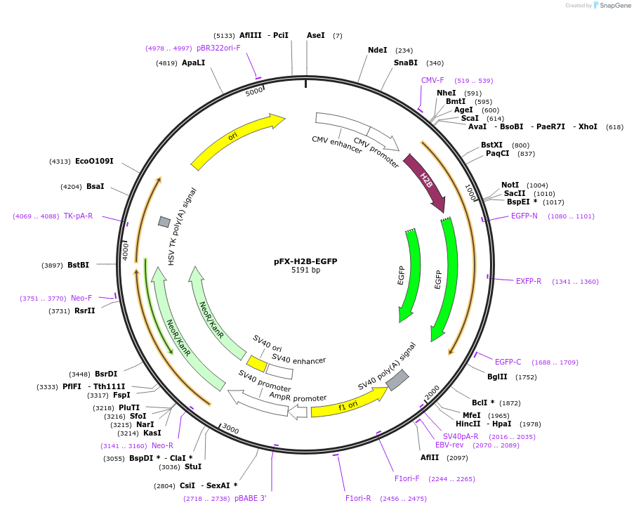 175839-plasmid-map-sequence-id-354853