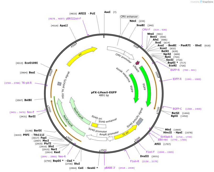 174477-plasmid-map-sequence-id-354857