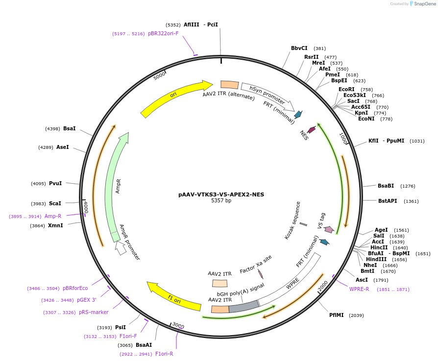 178703-plasmid-map-sequence-id-354862