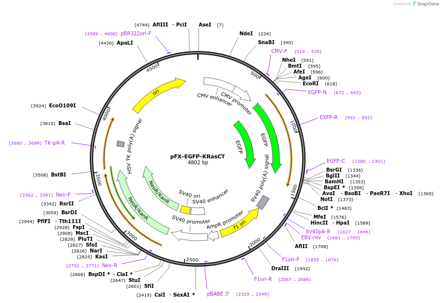 175833-plasmid-map-sequence-id-354864